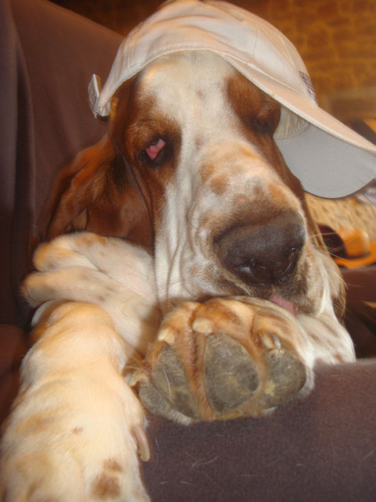 bassets de choc! Gtqt11