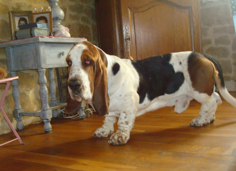 bassets de choc! Gtstr11