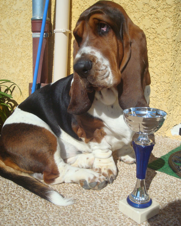 bassets de choc! Le_bas10