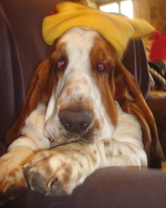 bassets de choc! Systyt11