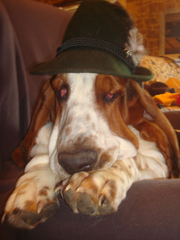 bassets de choc! Thrsyt10