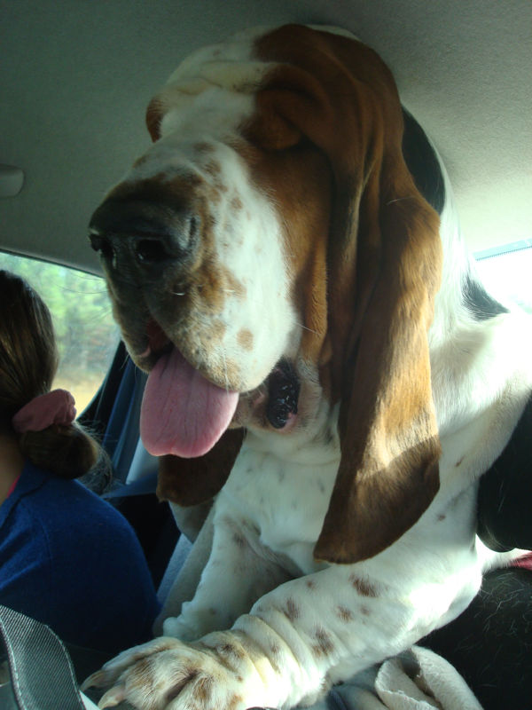 bassets de choc! Trtr10