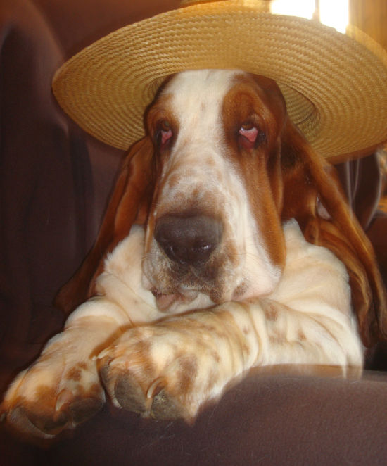 bassets de choc! Tstr11