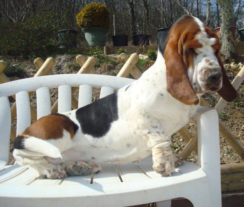 bassets de choc! Wgf11