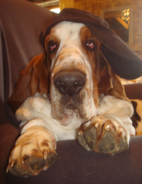 bassets de choc! Ysyt11