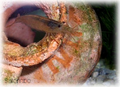 Crevette Caridina multidentata (ex-japonica) Crevet10