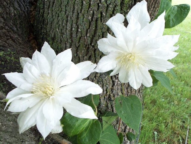 Clematis "Artic Queen" 18788710