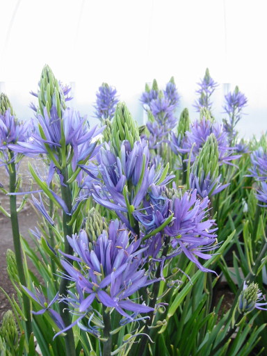 Camassia Camass10