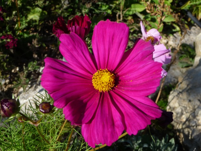 Cosmos sensation rouge P1110213