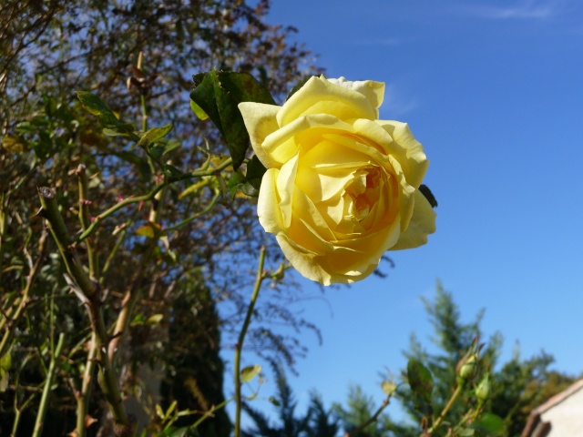 Les roses de nos jardins! - Page 33 P1110519