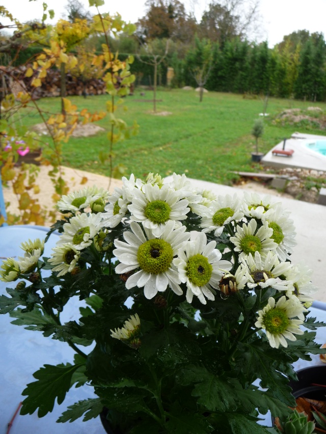 Chrysanthèmes blanches au coeur vert! P1110610