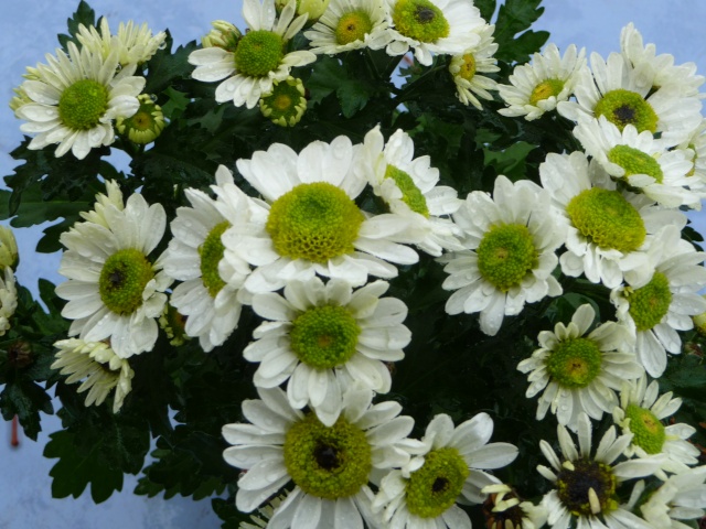 Chrysanthèmes blanches au coeur vert! P1110611