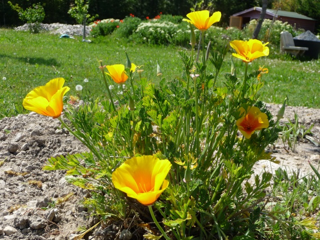 Eschscholzia californica , ou Pavot de Californie. - Page 2 P1130322