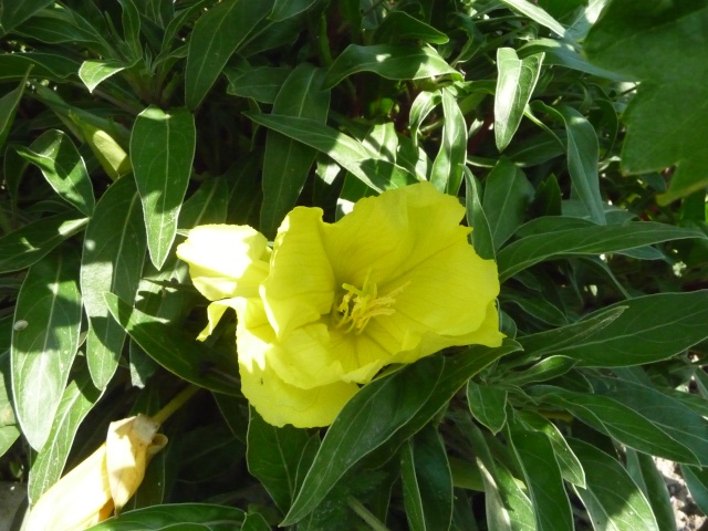 Oenothera missouriensis P1130724