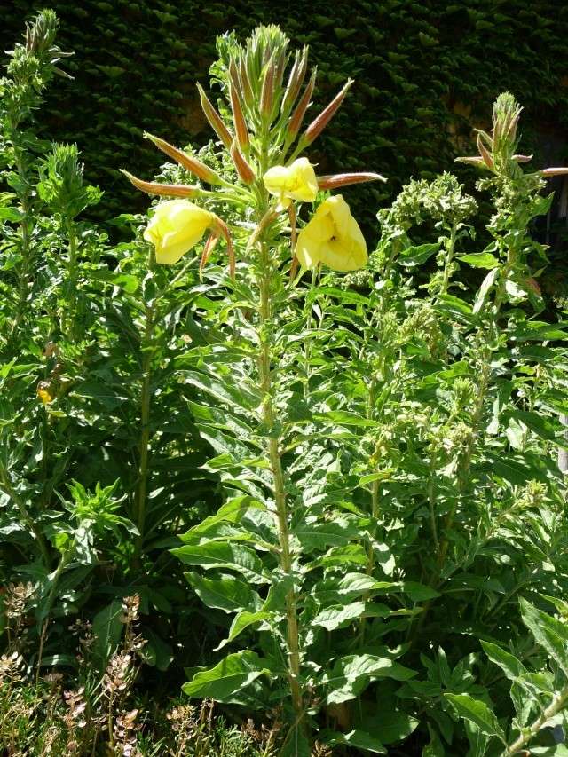 Oenothera biennis  - Page 3 P1140013