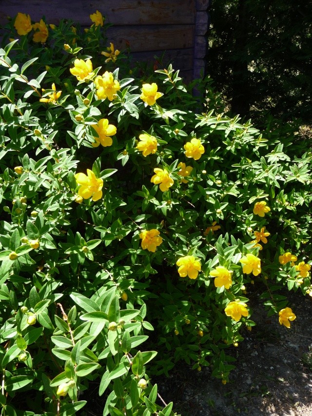 HYPERICUM patulum "Hidcote" P1140020