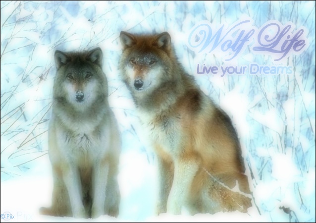 Wolf Life