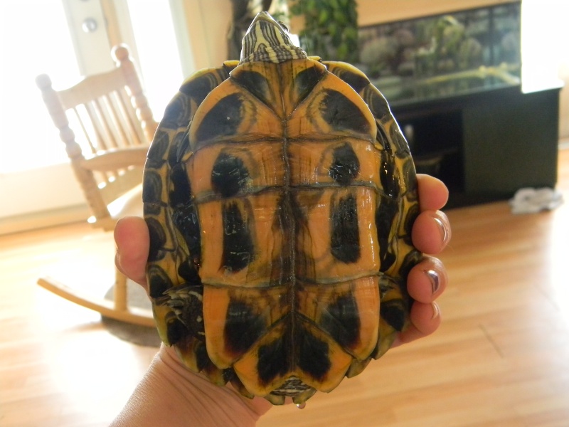 Encore une nouvelle tortue... 01810