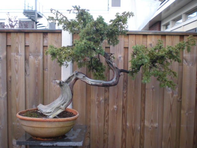 Yamadori Juniperus Dscn0710