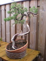 Juniperus Communis yamadori Dscn0613