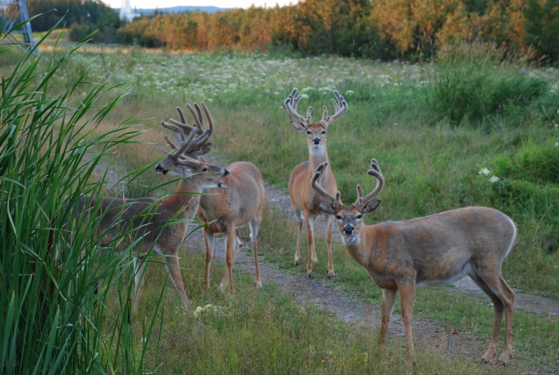 plusieurs beau males sur mon nouveau territoir Buck_p15