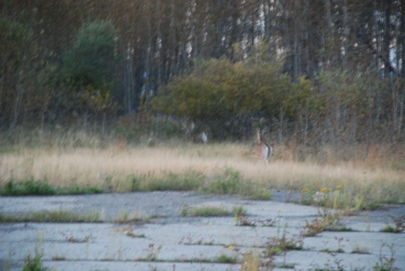 photos de chevreuils prise se soir !! beau buck Chevre11