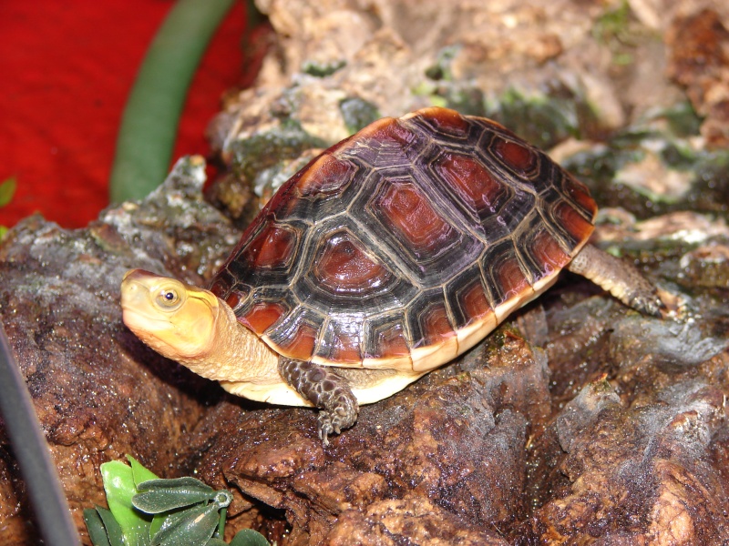 cuora flavomarginata Dsc01811