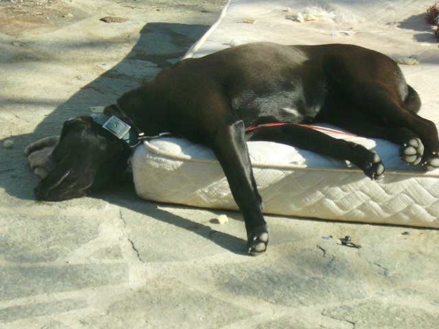 Concours photos :"Mon chien dort dans des positions acrobatiques..." - Page 5 Fianaa10