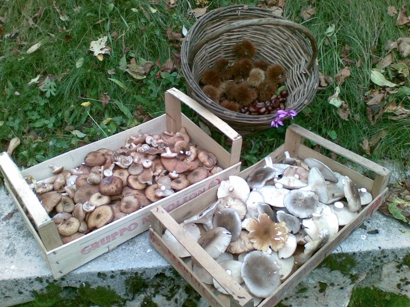 Funghi in Austria - Pagina 3 24102015