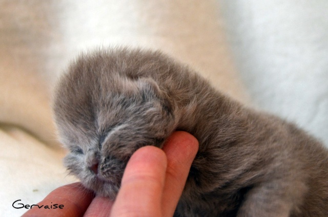 Les chatons de Douceur Dsc_0113