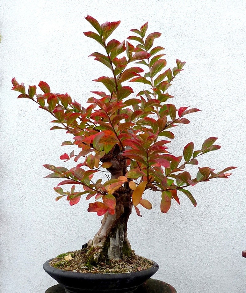 Show the Autumncolour from your bonsai P1010815