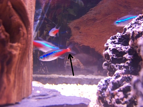 Fin rot? and ?? Tetra10