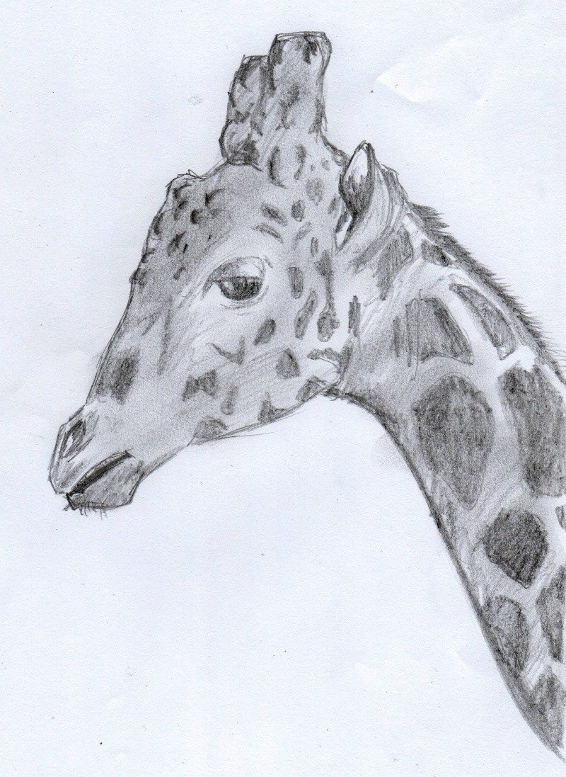Girafe (Oualid) Img02711