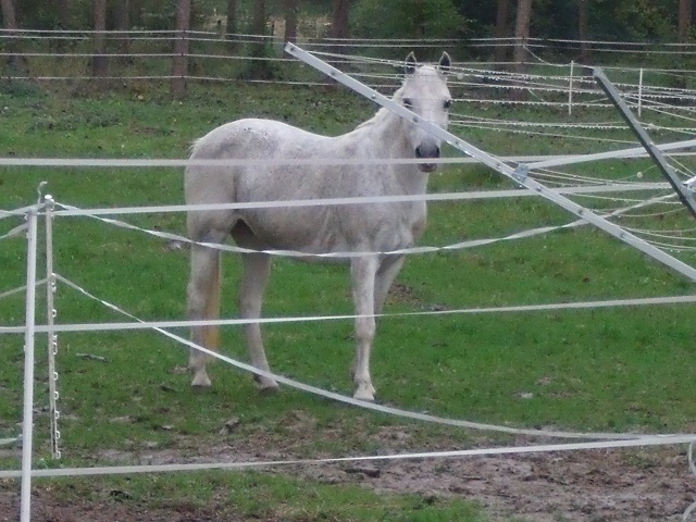 Eclipse, ponette 25 ans (FA définitive Mr B.) A PARRAINER ! Dscf1227