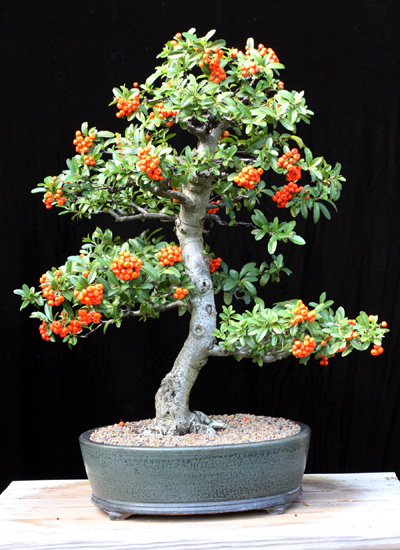 Show the Autumncolour from your bonsai Pyraca12