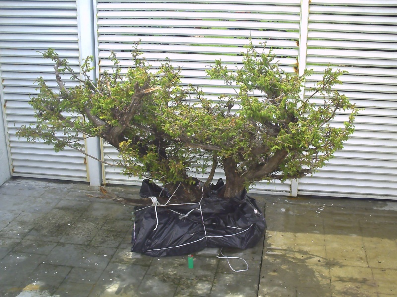 Juniperus flaccida(Weeping Juniper or Mexican Juniper) Pict0010