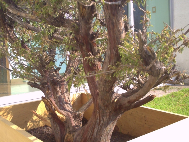 Juniperus flaccida(Weeping Juniper or Mexican Juniper) Sf10