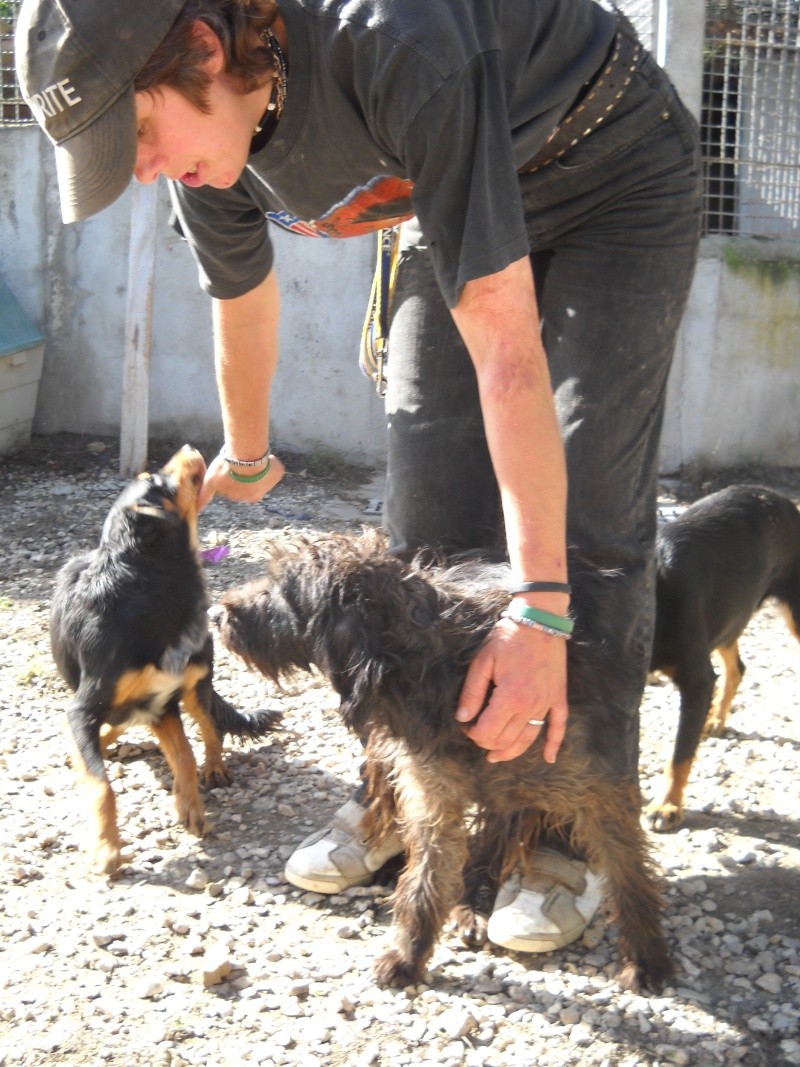 41 - SOS 50 chiens à placer pr les sauver avant décembre + SALBRIS 6110