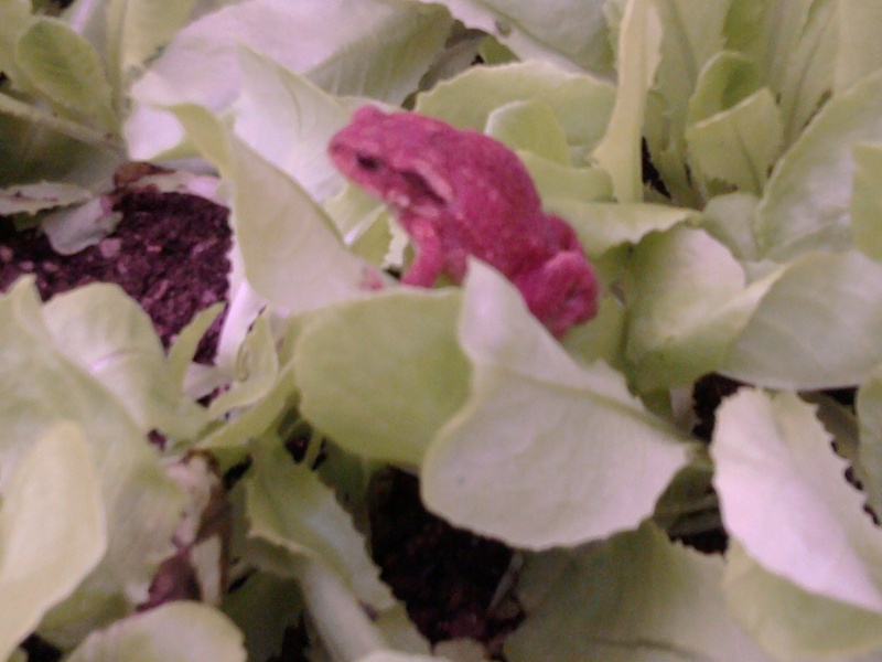 photos de reptiles et amphibiens de vos jardins - Page 10 Photo010