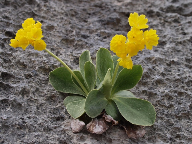 Primula auricula - Oreille d'ours P4251812