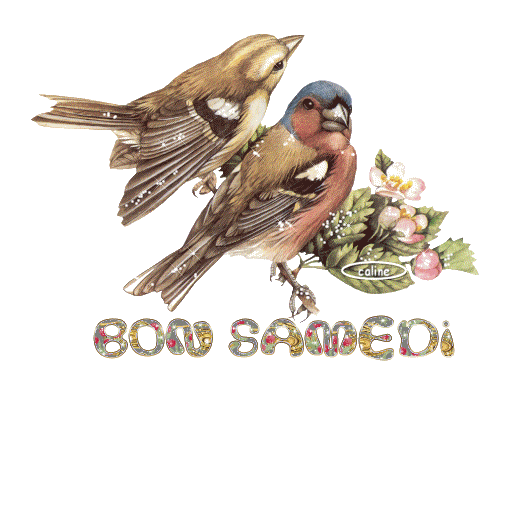 Bonne Samedi Z6qn0010