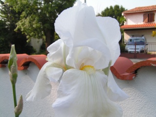Les iris de Madame, Pict0018