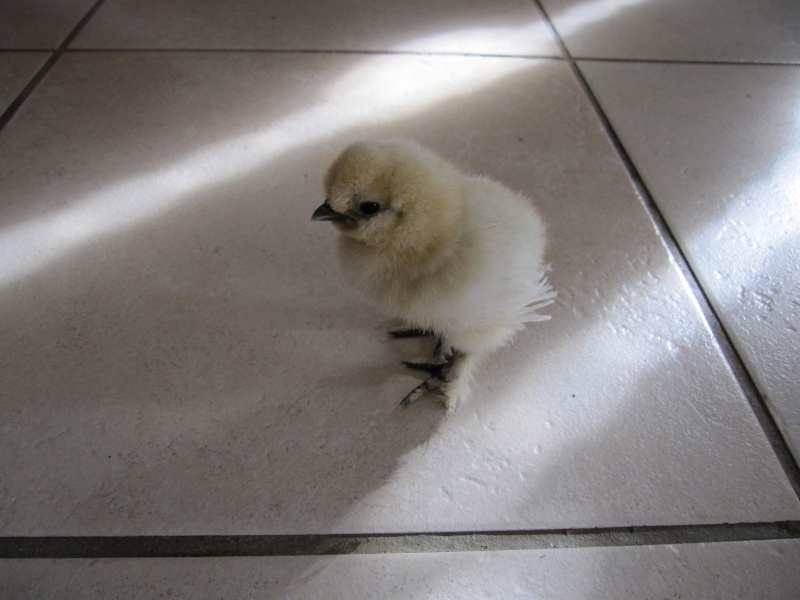 adoption poussin par poule Img_0313