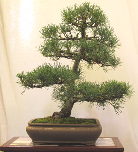 Bonsai Show in Rochester, NY, USA for Bonsai Society of Upstate New York May 21-22, 2011 Pine_010