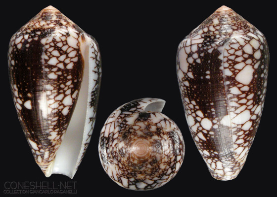 Conus (Darioconus) magnificus Reeve, 1843 - Page 2 C_penn12