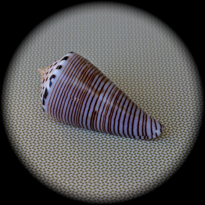 Conus (Klemaeconus) hirasei   Kuroda, 1956 Dsc00018