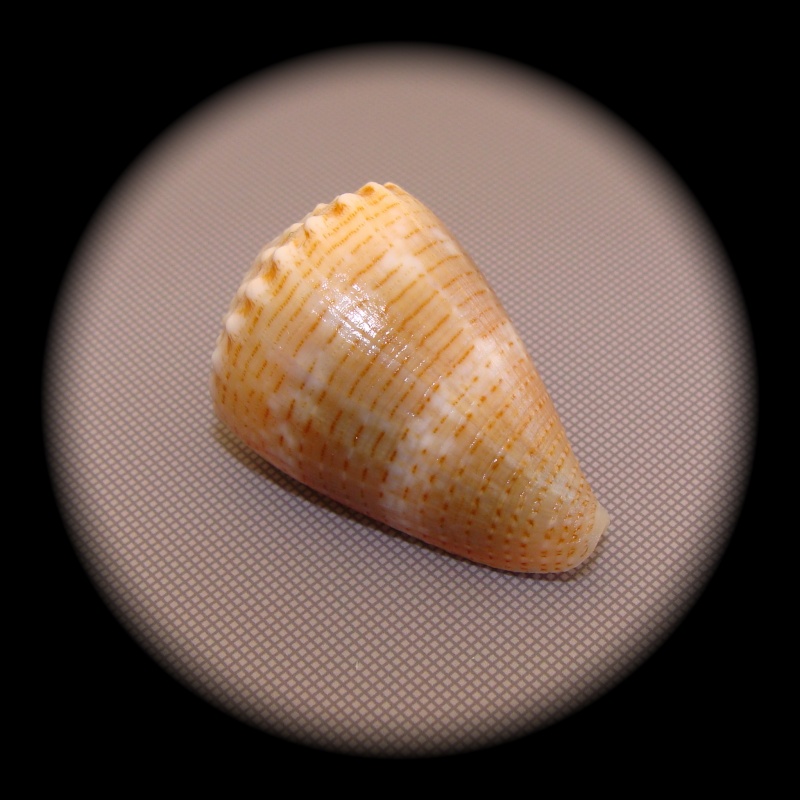 Conus (Virroconus) miliaris Hwass in Bruguière, 1792  Dsc01410