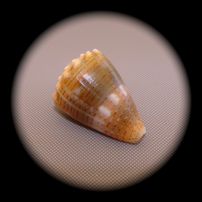 Conus (Virroconus) miliaris Hwass in Bruguière, 1792  Dsc01413