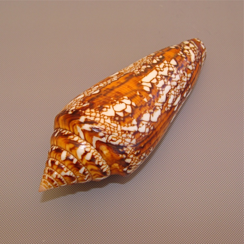 Conus (Cylinder) bengalensis   Okutani, 1968 Dsc02610