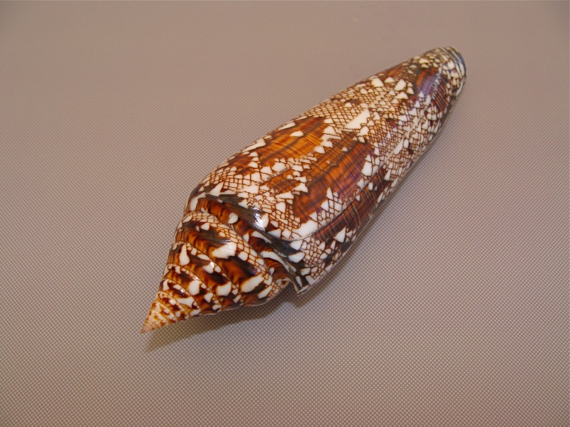 Conus (Cylinder) bengalensis   Okutani, 1968 Dsc02611